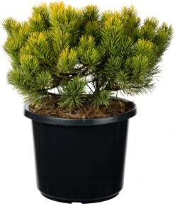 Bergden (Pinus Mugo 'Carsten's Wintergold') D 30 H 35 Cm