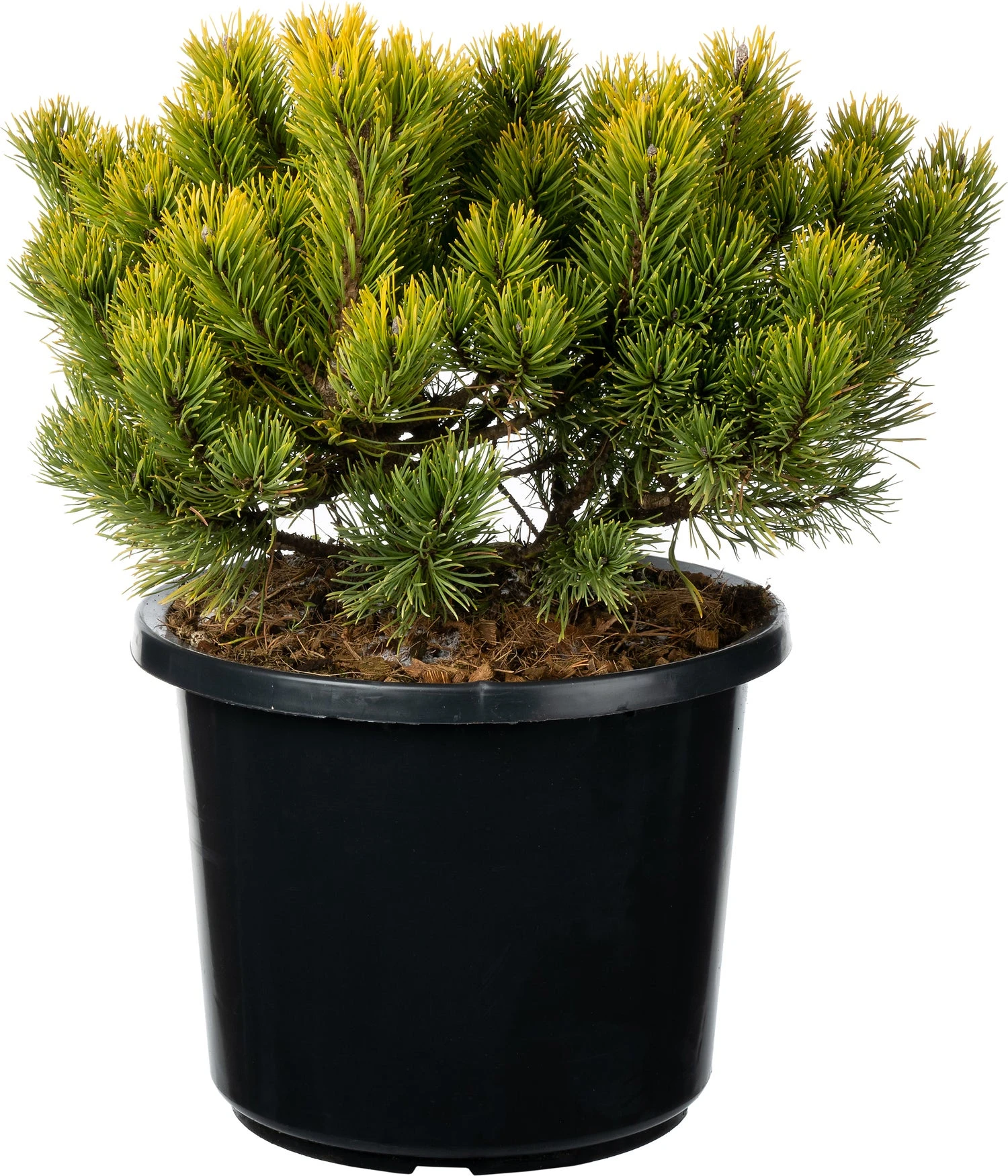 Bergden (Pinus Mugo 'Carsten's Wintergold') D 30 H 35 Cm 3 Bergden (Pinus Mugo 'Carsten's Wintergold') D 30 H 35 Cm