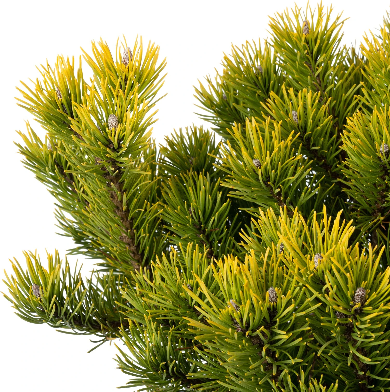 Bergden (Pinus Mugo 'Carsten's Wintergold') D 30 H 35 Cm 4 Bergden (Pinus Mugo 'Carsten's Wintergold') D 30 H 35 Cm - Afbeelding 2