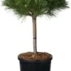 Zwarte Den (Pinus Nigra 'Brepo') D 32 H 65 Cm 2 Zwarte Den (Pinus Nigra 'Brepo') D 32 H 65 Cm -PlantenPuur Verkoopwinkel 8720094070773 0