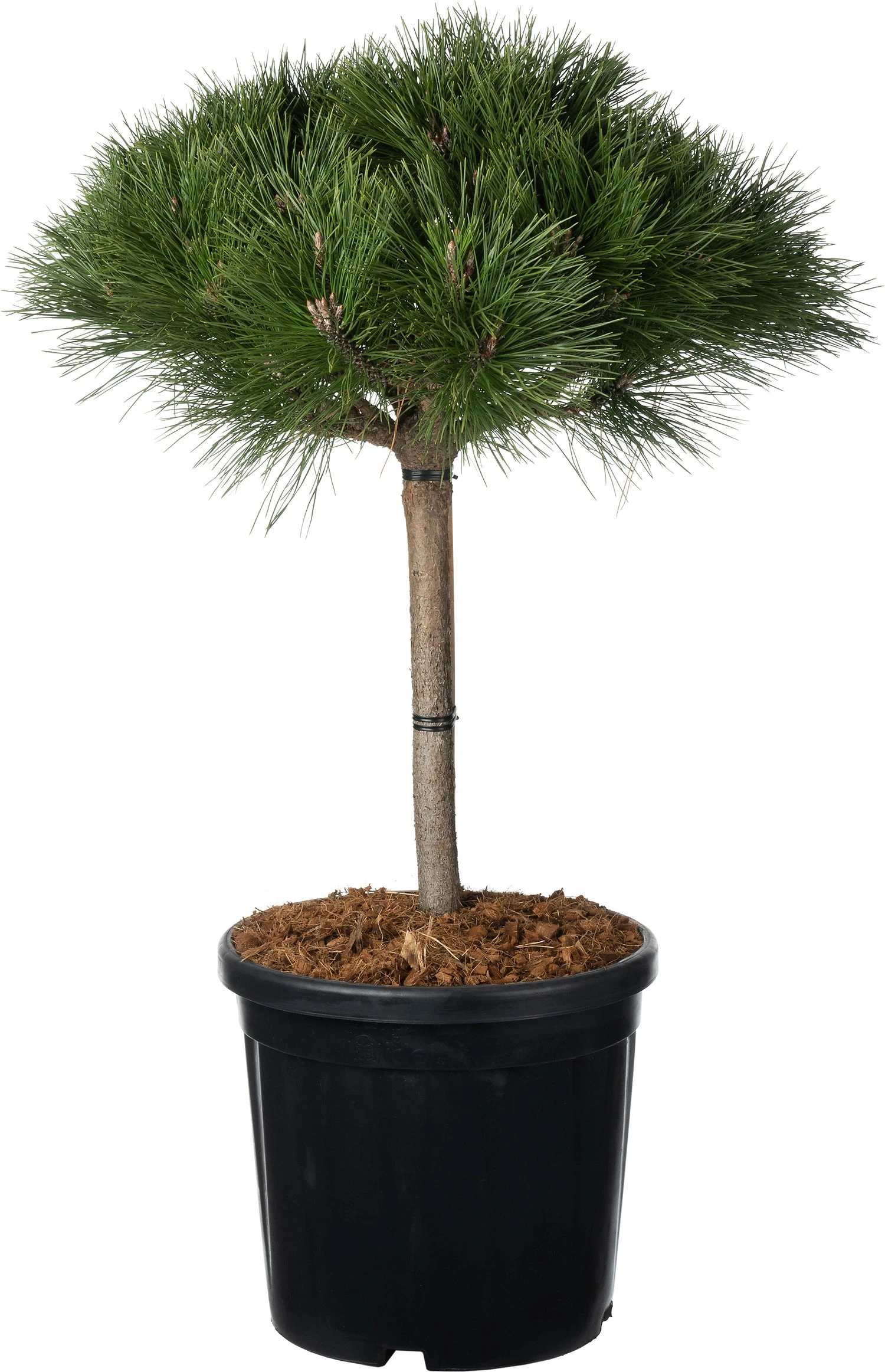 Zwarte Den (Pinus Nigra 'Brepo') D 32 H 65 Cm 3 Zwarte Den (Pinus Nigra 'Brepo') D 32 H 65 Cm