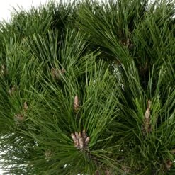 Zwarte Den (Pinus Nigra 'Brepo') D 32 H 65 Cm 5 Zwarte Den (Pinus Nigra 'Brepo') D 32 H 65 Cm -PlantenPuur Verkoopwinkel 8720094070773 1