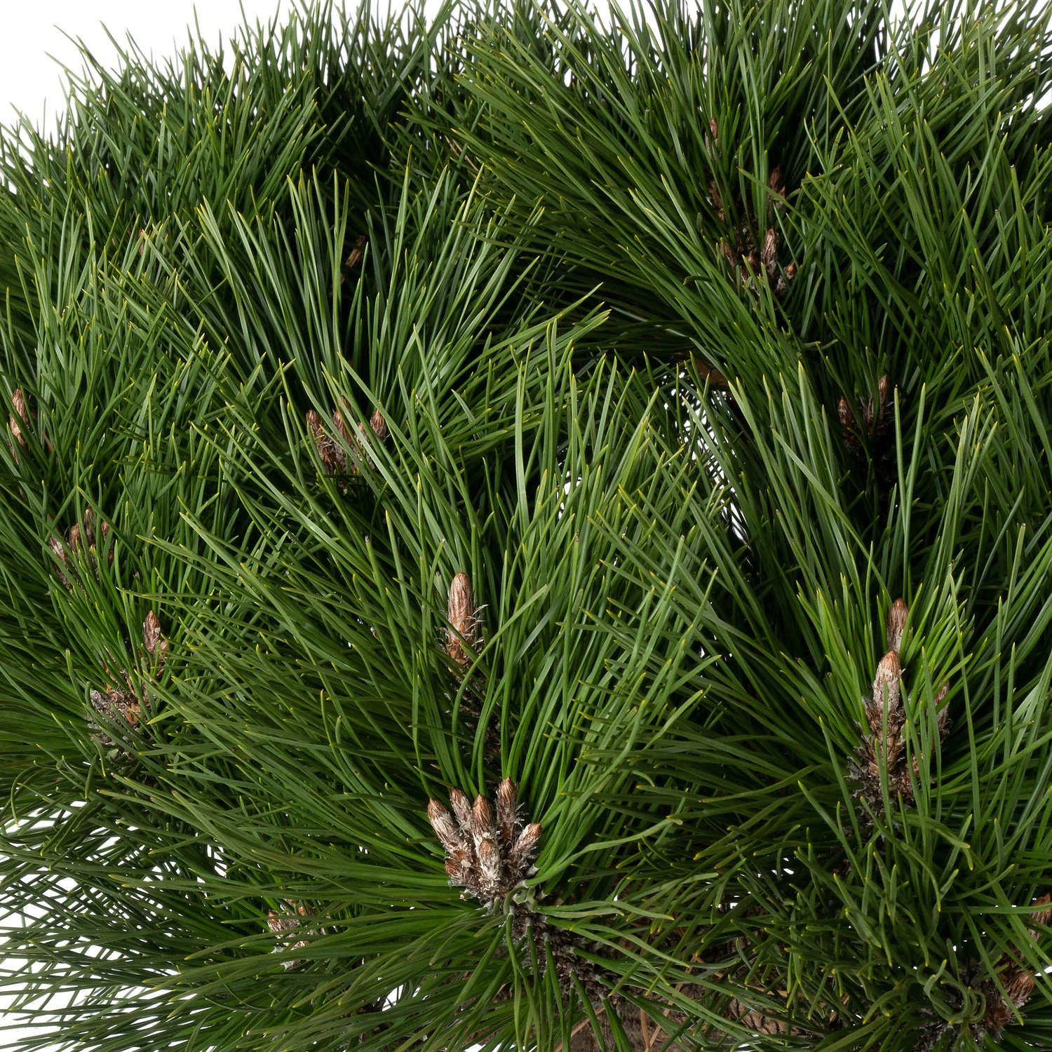 Zwarte Den (Pinus Nigra 'Brepo') D 32 H 65 Cm 4 Zwarte Den (Pinus Nigra 'Brepo') D 32 H 65 Cm - Afbeelding 2