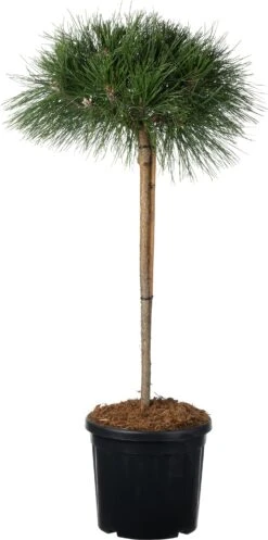 Zwarte Den (Pinus Nigra 'Brepo') D 26 H 75 Cm