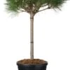 Zwarte Den (Pinus Nigra 'Brepo') D 32 H 90 Cm
