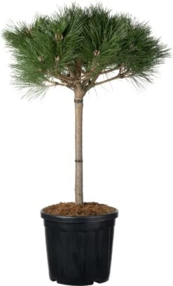 Zwarte Den (Pinus Nigra 'Brepo') D 32 H 90 Cm
