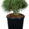 Grove Den (Pinus Sylvestris 'Chantry Blue' ) D 30 H 30 Cm -PlantenPuur Verkoopwinkel 8720094075983 0