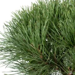 Grove Den (Pinus Sylvestris 'Chantry Blue' ) D 30 H 30 Cm -PlantenPuur Verkoopwinkel 8720094075983 1