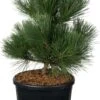 Japanse Zwarte Den (Pinus Thunbergii 'Thunderhead') D 30 H 40 Cm -PlantenPuur Verkoopwinkel 8720094076003 0