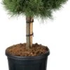 Grove Den (Pinus Sylvestris 'Martham') D 29 H 85 Cm 2 Grove Den (Pinus Sylvestris 'Martham') D 29 H 85 Cm -PlantenPuur Verkoopwinkel 8720094077161 0