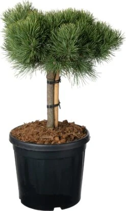 Grove Den (Pinus Sylvestris 'Martham') D 29 H 85 Cm