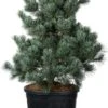 Japanse Den (Pinus Parviflora 'Negishi') D 34 H 60 Cm -PlantenPuur Verkoopwinkel 8720094078199 0