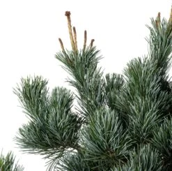 Japanse Den (Pinus Parviflora 'Negishi') D 34 H 60 Cm -PlantenPuur Verkoopwinkel 8720094078199 1