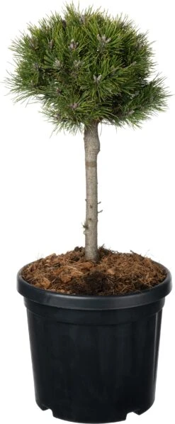 Dwergden (Pinus Uncinata 'Heideperle') D 23 H 65 Cm