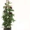 Klimroos (Rosa 'Nadia Renaissance') D 23 H 70 Cm 1 Klimroos (Rosa 'Nadia Renaissance') D 23 H 70 Cm -PlantenPuur Verkoopwinkel 8720136052774