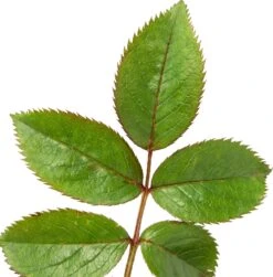 Grootbloemige Roos (Rosa 'Miss Schweiz') D 23 H 25 Cm -PlantenPuur Verkoopwinkel 8720136133404 2