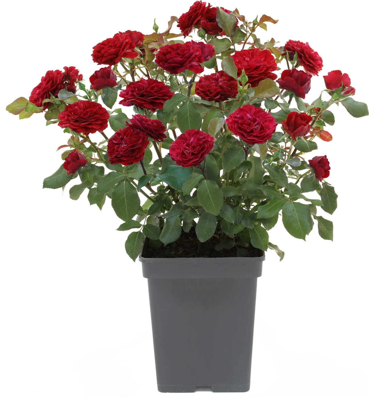 Struikroos (Rosa 'Graaf Lennart') D 19 H 10 Cm 3 Struikroos (Rosa 'Graaf Lennart') D 19 H 10 Cm