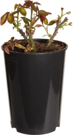 Struikroos (Rosa 'Hansestadt Rostock') D 19 H 10 Cm