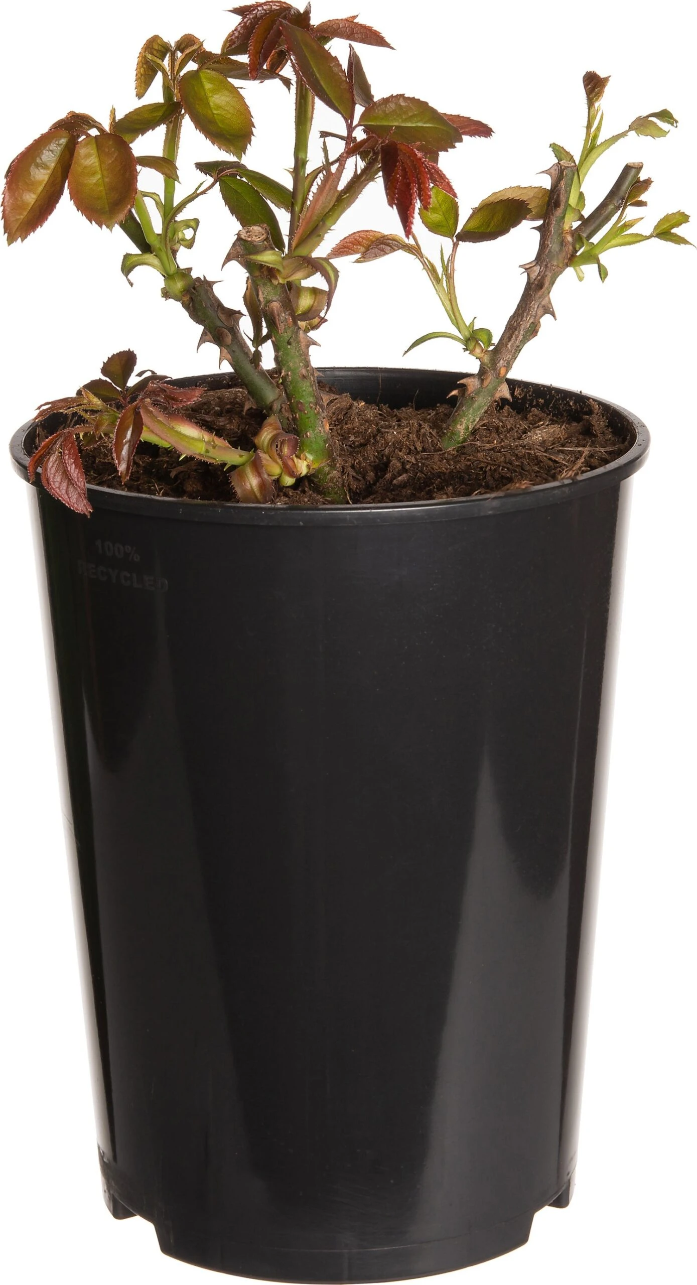 Struikroos (Rosa 'Hansestadt Rostock') D 19 H 10 Cm 3 Struikroos (Rosa 'Hansestadt Rostock') D 19 H 10 Cm