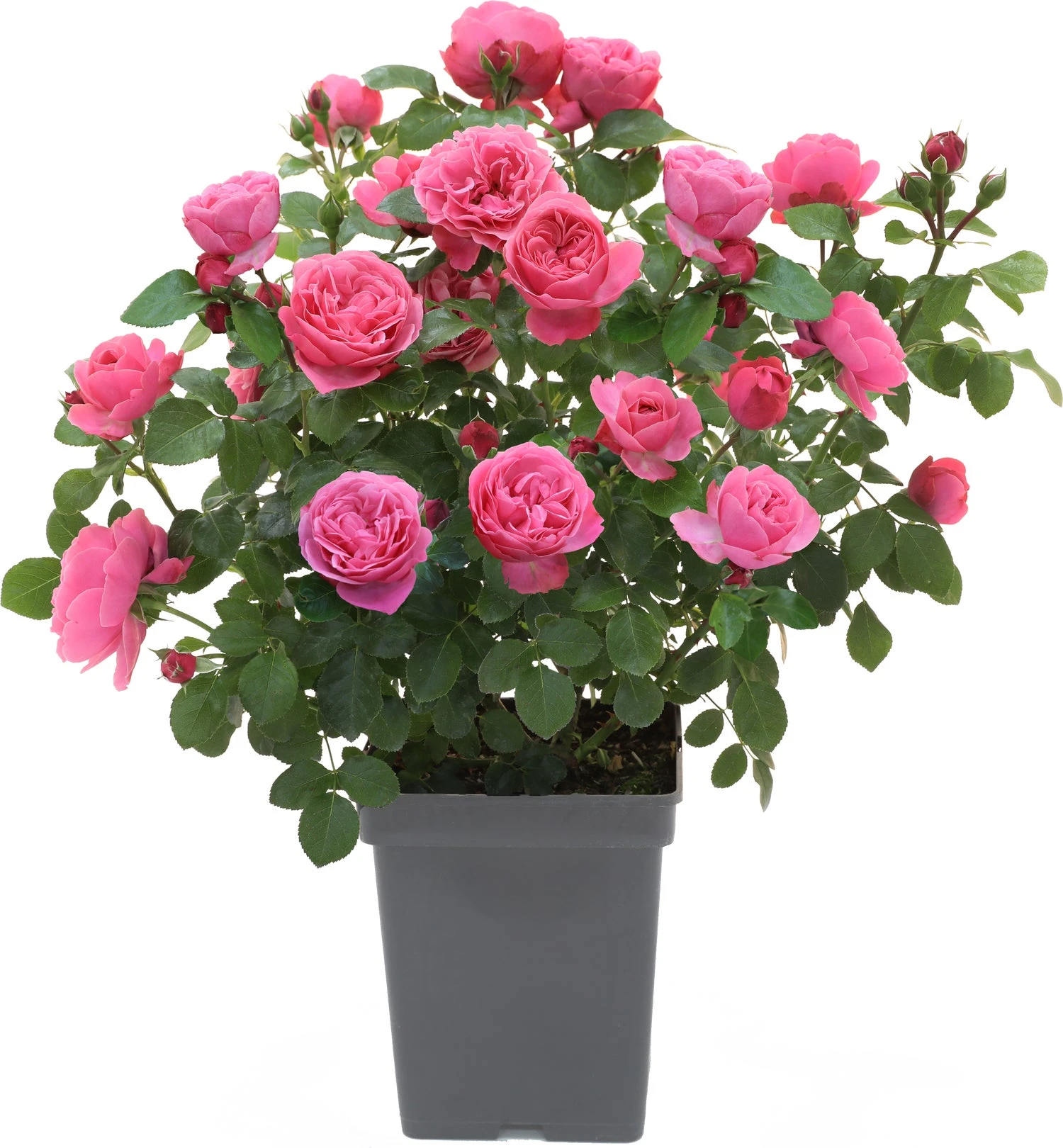 Struikroos (Rosa 'Leonardo Da Vinci') D 19 H 10 Cm