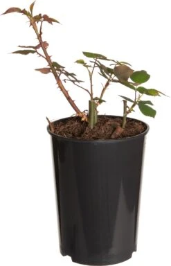 Struikroos (Rosa 'Prince Jardinier') D 19 H 10 Cm