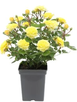 Struikroos (Rosa 'Yellow Meilove') D 19 H 10 Cm