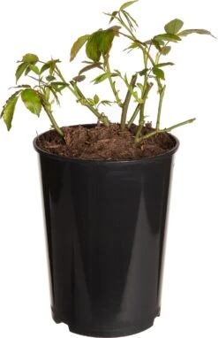 Klimroos (Rosa 'Indigoletta') D 19 H 70 Cm