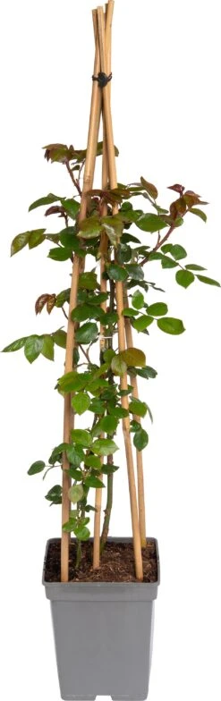 Klimroos (Rosa 'Paul's Scarlet Climber') D 19 H 70 Cm