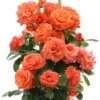 Klimroos (Rosa 'Newsflash') D 19 H 70 Cm 2 Klimroos (Rosa 'Newsflash') D 19 H 70 Cm -PlantenPuur Verkoopwinkel 8720136169526