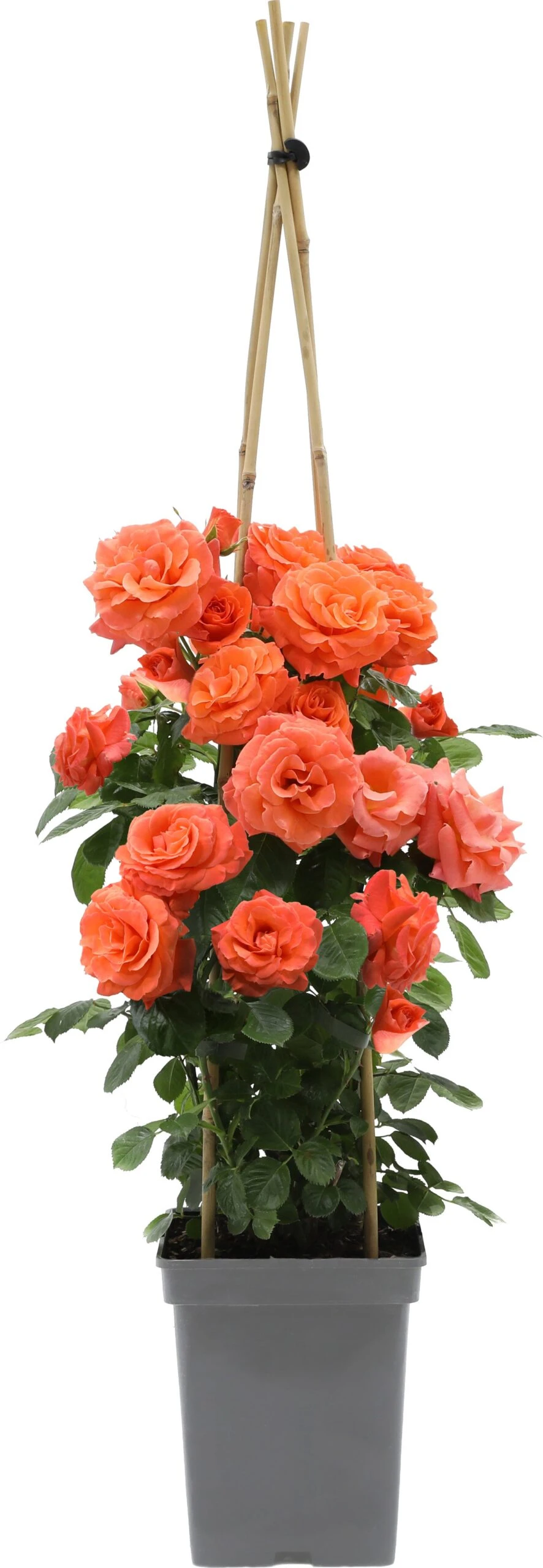 Klimroos (Rosa 'Newsflash') D 19 H 70 Cm 3 Klimroos (Rosa 'Newsflash') D 19 H 70 Cm