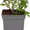 Klimroos (Rosa 'Westerland') D 19 H 70 Cm 1 Klimroos (Rosa 'Westerland') D 19 H 70 Cm -PlantenPuur Verkoopwinkel 8720136169557 0
