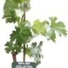 Witte Druif (Vitis Vinifera 'Müller-Thurgau') D 19 H 50 Cm 2 Witte Druif (Vitis Vinifera 'Müller-Thurgau') D 19 H 50 Cm -PlantenPuur Verkoopwinkel 8720143930003 1