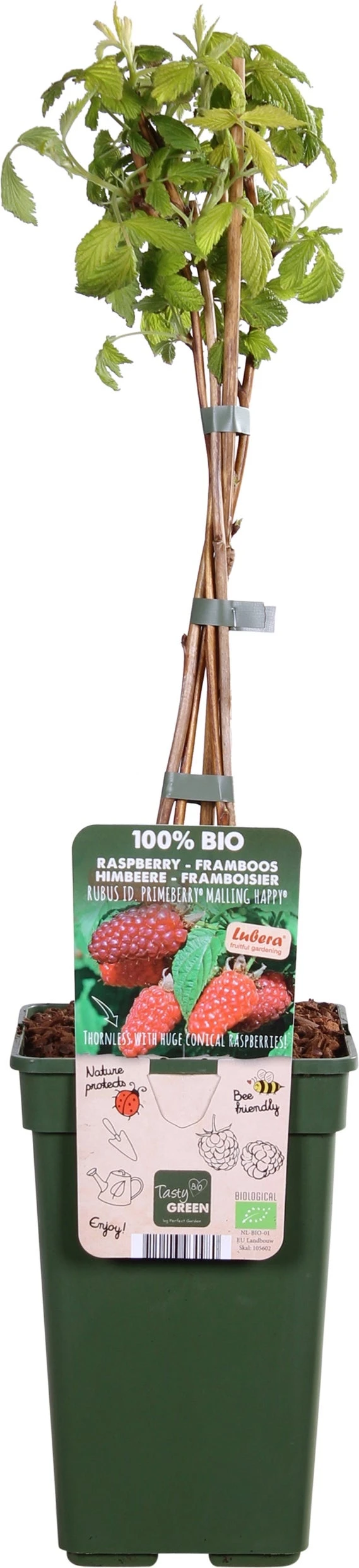 Intratuin Biologische Framboos (Rubus Idaeus 'Autumn Happy') D 19 H 50 Cm 3 Intratuin Biologische Framboos (Rubus Idaeus 'Autumn Happy') D 19 H 50 Cm