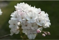 Japanse Sierkers (Prunus Serrulata 'Amanogawa') H 150 Cm