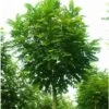 Bolacacia (Robinia Pseudoacacia 'Umbraculifera') H 240 Cm -PlantenPuur Verkoopwinkel 8720196050062
