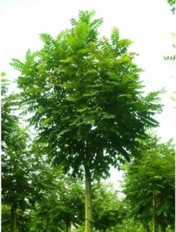 Bolacacia (Robinia Pseudoacacia 'Umbraculifera') H 240 Cm