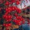 Sierappel (Malus 'Red Sentinel') H 240 Cm -PlantenPuur Verkoopwinkel 8720196050079