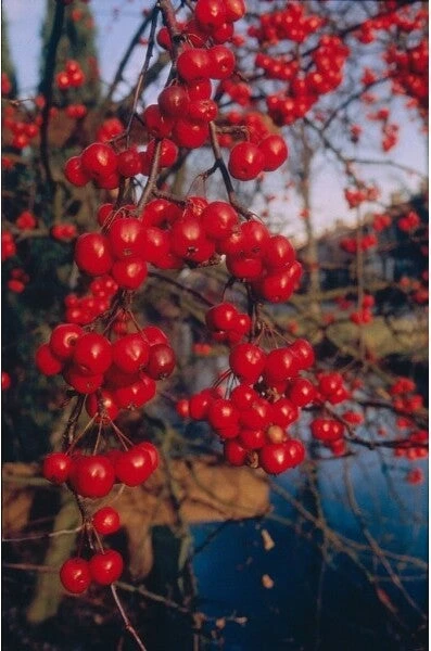 Sierappel (Malus 'Red Sentinel') H 240 Cm 3 Sierappel (Malus 'Red Sentinel') H 240 Cm