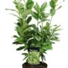 Laurierkers (Prunus Laurocerasus 'Novita') H 80 Cm