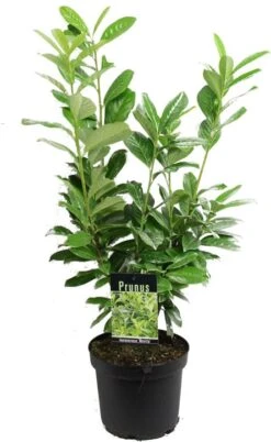 Laurierkers (Prunus Laurocerasus 'Novita') H 80 Cm