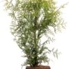 Levensboom (Thuja Occidentalis 'Brabant') H 150 Cm 2 Levensboom (Thuja Occidentalis 'Brabant') H 150 Cm -PlantenPuur Verkoopwinkel 8720196050208