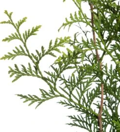 Levensboom (Thuja Occidentalis 'Brabant') H 150 Cm -PlantenPuur Verkoopwinkel 8720196050208 2