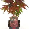 Japanse Esdoorn (Acer Palmatum 'Atropurpureum') H 40 Cm 2 Japanse Esdoorn (Acer Palmatum 'Atropurpureum') H 40 Cm -PlantenPuur Verkoopwinkel 8720196151479