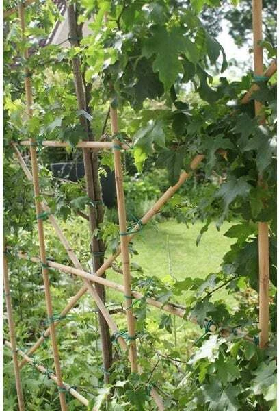 Amberboom Leiboom (Liquidambar Styraciflua) H 280 Cm 4 Amberboom Leiboom (Liquidambar Styraciflua) H 280 Cm - Afbeelding 2