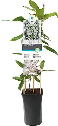 Bosrank (Clematis Armandii 'Apple Blossom') H 80-100 Cm