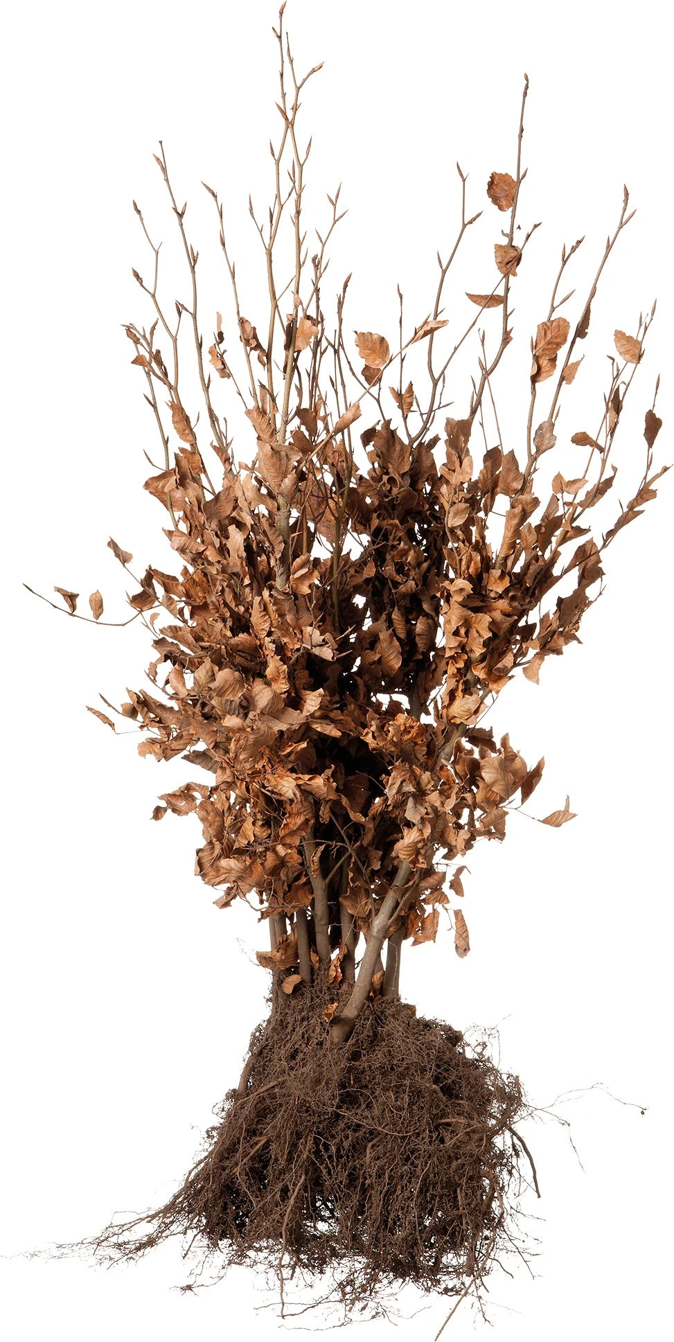 Rode Beukenhaag (Fagus Sylvatica 'Atropunicea') H 150-175 Cm 3 Rode Beukenhaag (Fagus Sylvatica 'Atropunicea') H 150-175 Cm