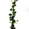 Grootbladige Klimop (Hedera Hibernica) H 200-225 Cm -PlantenPuur Verkoopwinkel 8720196155804