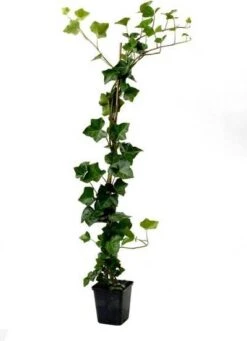 Grootbladige Klimop (Hedera Hibernica) H 200-225 Cm