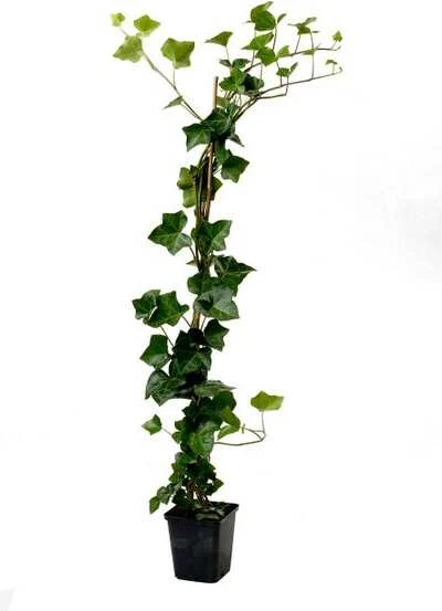 Grootbladige Klimop (Hedera Hibernica) H 200-225 Cm 3 Grootbladige Klimop (Hedera Hibernica) H 200-225 Cm