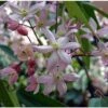 Bosrank (Clematis Armandii 'Apple Blossom') D 9 H 25 Cm 1 Bosrank (Clematis Armandii 'Apple Blossom') D 9 H 25 Cm -PlantenPuur Verkoopwinkel 8720196156238 1